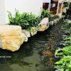 thi cong ho ca koi gia re02